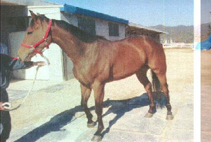 ����ŷ ����