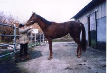 �ø��Ƚ����� (OLYMPIC SPORT) ����