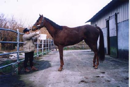 �ø��Ƚ����� ����