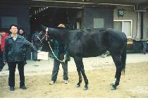 ���������ھ (HESHOOTSHESCORES) ����