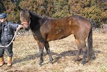 �ִϾַ� (ANNIE ARON) ����