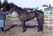 Ʈ������ٷ�Ƽ (TRACY��S REALITY) ����