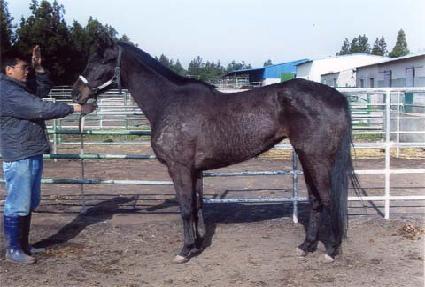 Ʈ������ٷ�Ƽ ����