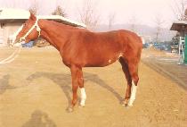 ��Ÿ�α� (GUITAR BOOGIE) ����