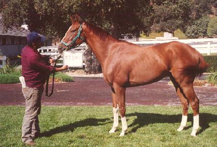 ����÷��� ����