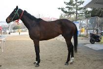 ���������ũ���� (DANCES LIKE VELVET) ����