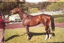 ������������ (FRISCO FOG) ����