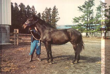 �ڴ����۽�Ʈ���� ����