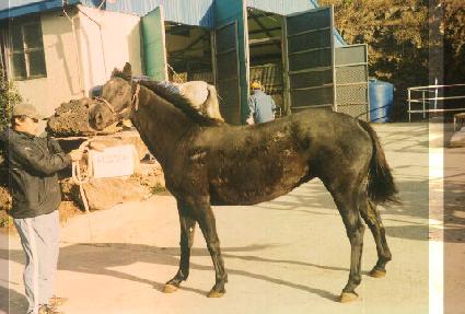 ���ں� ����