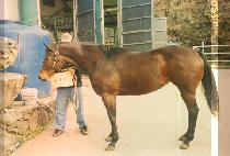 Ʈ����Ʈ (TRICK Z) ����