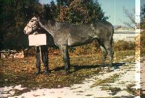 ����� (AIR SHOW) ����