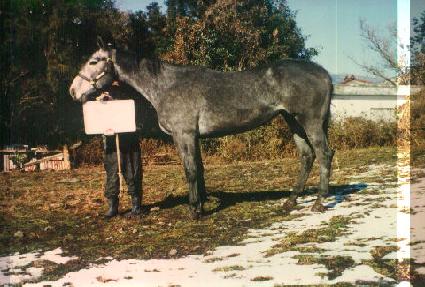 ����� ����