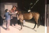 �׷���Ʈ���� (GREAT RUNNER) ����