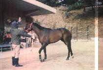 �Ŵ�ǳ (SINDAEPUNG) ����