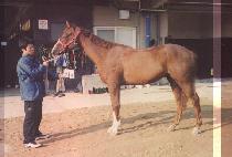 ĳ�۰�Ƽ (KAPARGANTE) ����