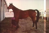 �����̿��ζ� (OSUMI AURORA) ����