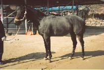 ���� (BOWI) ����