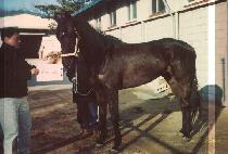 �Ƴʷ����ڵ� (HONORABLE CODE) ����