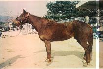 ARIRANG CHAMPION picture