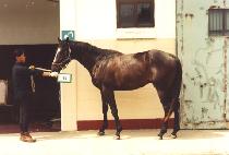 �ͺ�ī (TURBO CAR) ����