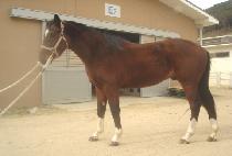 ������� (OBAEG WANGJA) ����