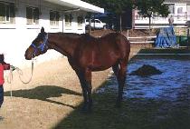 ������ȣ (JOSEON GANGHO) ����