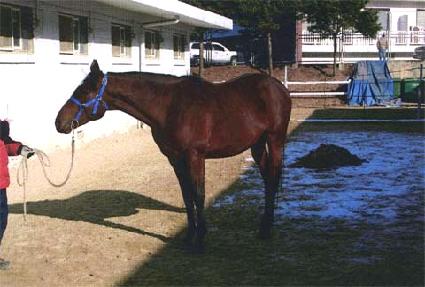 ������ȣ ����