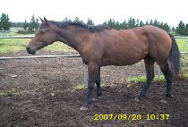 Ǯ�ĵ� (PULPADO) ����