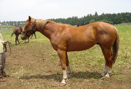 ����� ����