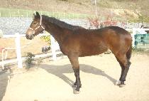 ���л�� (MUPAE SARANG) ����