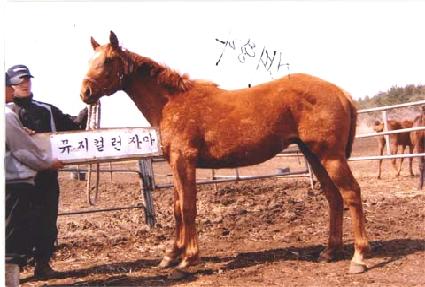 �ź���� ����