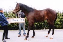 ������ (LEADER MAN) ����