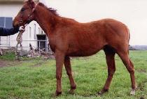 Ʈ������� (TRY HEAD) ����