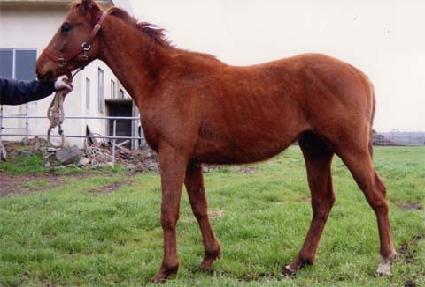 Ʈ������� ����