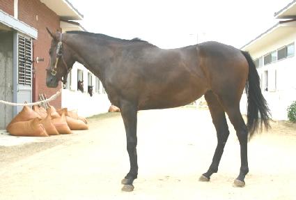 ������� ����