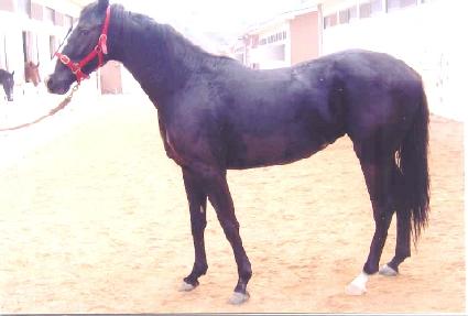 ������Ʈ�� ����