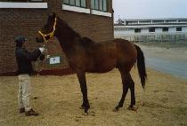 ���ð� (STINGER) ����