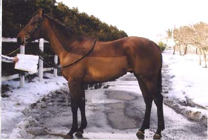 ���ʾ���� ����