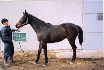 ��Ʈ�չ��� (STRONG MRS) ����