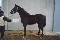 ����� (SEONUNSA) ����