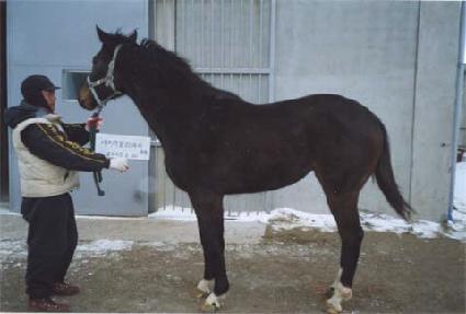 ����Ϻ� ����