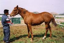 ���� (DAL IN) ����