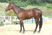 ���� (BIJU) ����