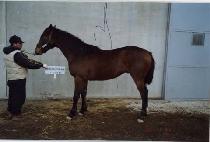 ����ī�� (MAGIC CARD) ����