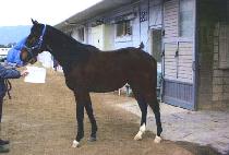 �뽳è�� (DASHING CHAMP) ����