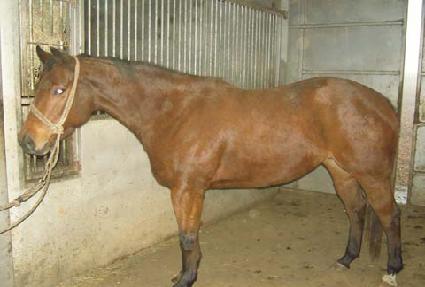 �鸸���� ����