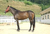 �������� (TOJONGGEOPO) ����