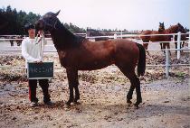 �����Ǽ��� (BEONGAEUI SEONMUL) ����