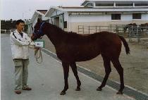 ���۾ַο� (SUPER ARROW) ����