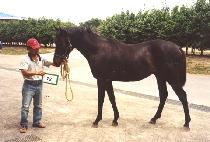 ��ȭ�ǻ� (PYEONGHWAUISAN) ����